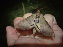 Pseudoclanis postica