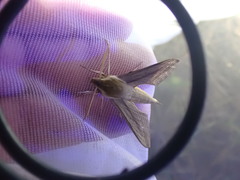 Hippotion balsaminae