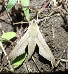 Hippotion balsaminae