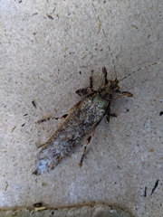 Cymatomera denticollis