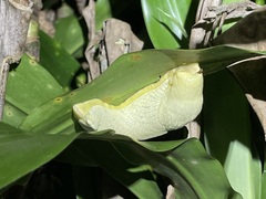 Urocyclinae