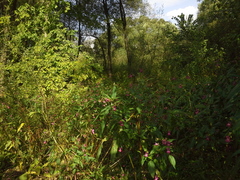Impatiens glandulifera