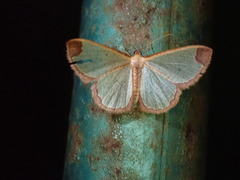 Zamarada pinheyi