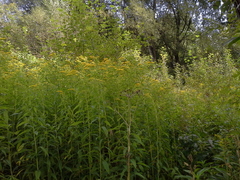 Solidago gigantea