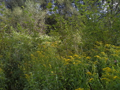 Solidago gigantea