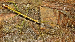 Ceroys perfoliatus