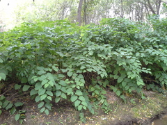 Reynoutria × bohemica