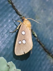 Rhanidophora cinctigutta