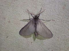 Apisa fontainei