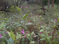 Impatiens glandulifera