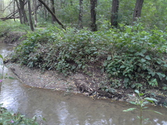 Reynoutria × bohemica