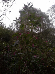 Impatiens glandulifera