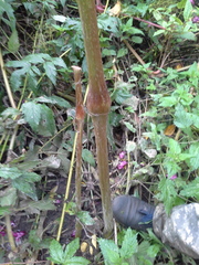 Impatiens glandulifera