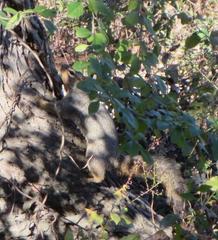 Sciurus niger