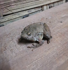 Microhyla berdmorei