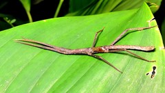 Pygirhynchus toledopizai