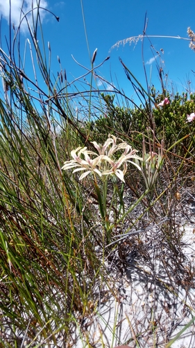 Image of Pelargonium longifolium by (c) Jacques van der Merwe, some rights reserved (CC BY-SA)