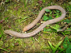 Leposternon microcephalum