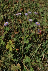 Erigeron pseudoseravschanicus