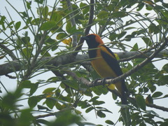 Icterus auricapillus