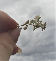 Helichrysum litorale