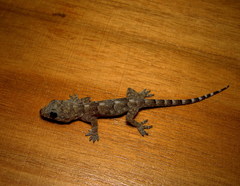 Hemidactylus mabouia