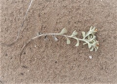 Helichrysum litorale