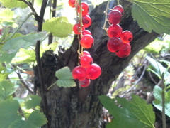 Ribes