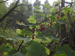 Ribes