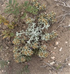 Helichrysum litorale