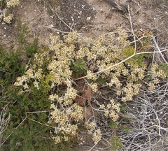 Helichrysum litorale