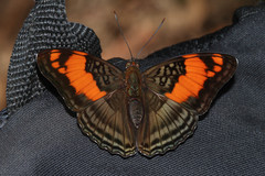 Adelpha mesentina