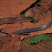 Heterodactylus imbricatus - Photo (c) Henrique C. Costa, alguns direitos reservados (CC BY-NC), uploaded by Henrique C. Costa