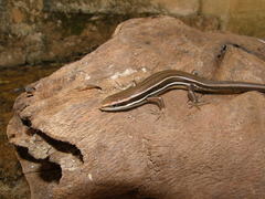Aspronema dorsivittatum