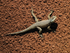 Tropidurus torquatus