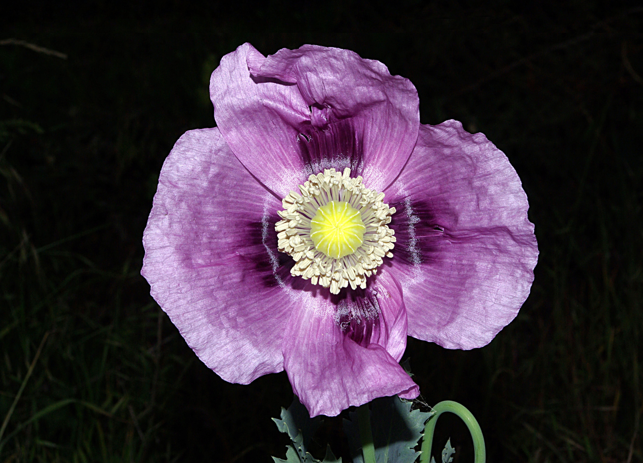 opium poppy (Papaver somniferum) · iNaturalist