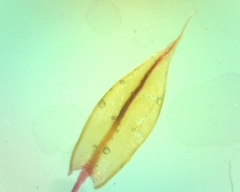 Ptychostomum creberrimum
