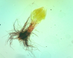 Ptychostomum creberrimum