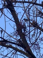 Aphelocoma californica