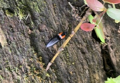 Elater decorus