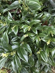 Sarcococca