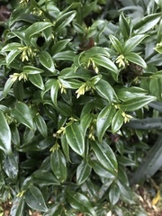 Sarcococca