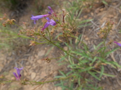 Penstemon gracilentus