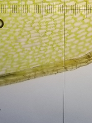 Ptychostomum creberrimum