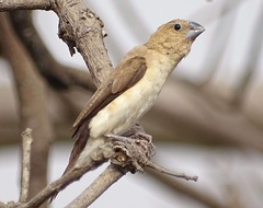 African Silverbill photo 2