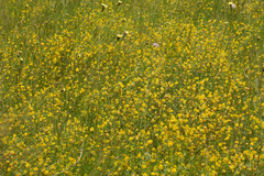 Hypochaeris maculata