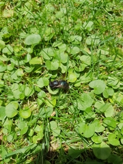 Xylocopa splendidula