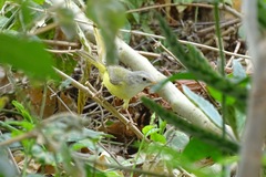 Eremomela pusilla