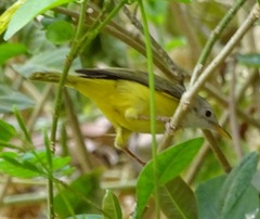 Eremomela pusilla