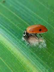 Dinocampus coccinellae